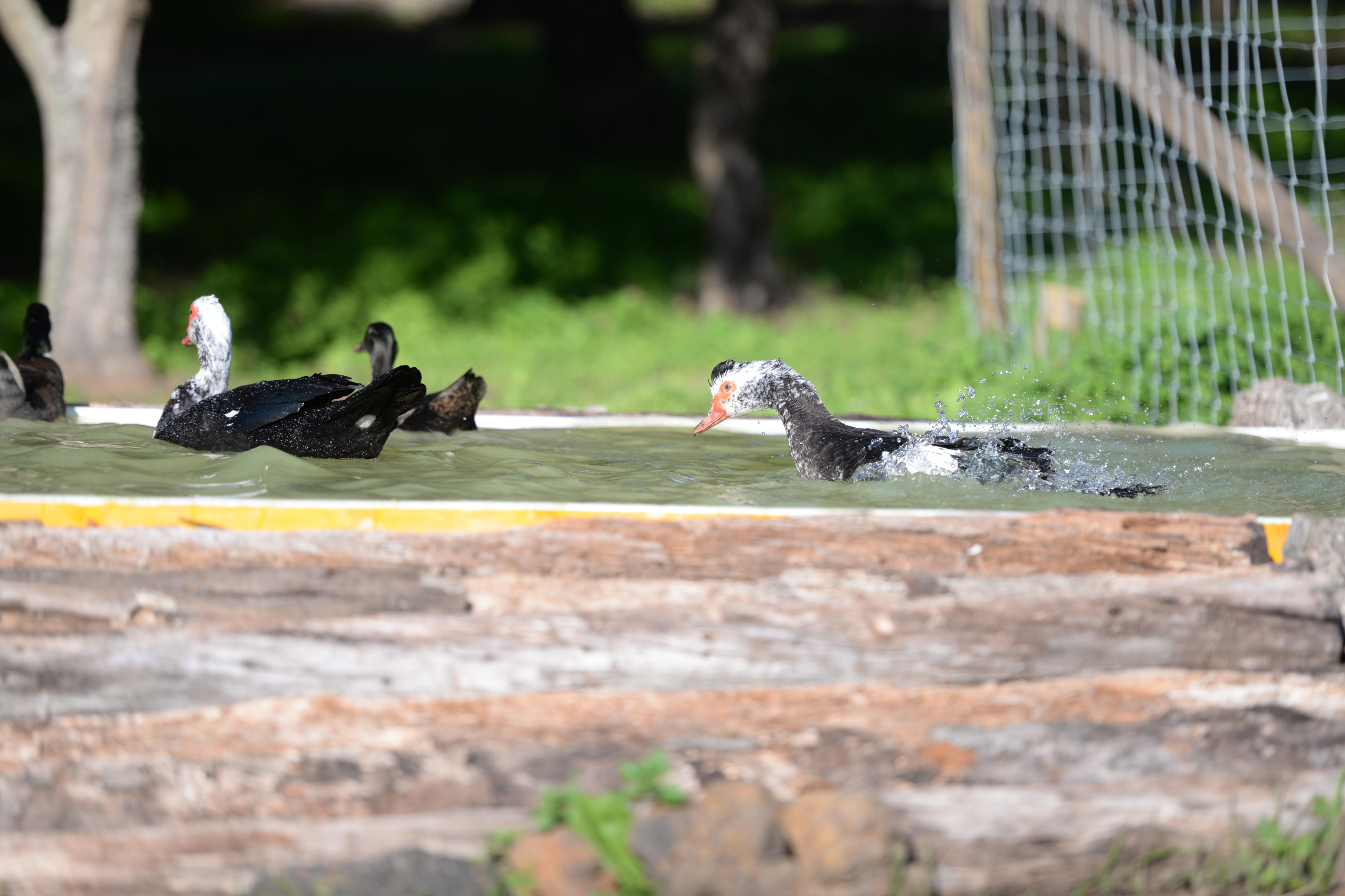 Quinta Pedagogica Da Samoqueirinha - Duna Parque Resorts & Hotels ヴィラ・ノヴァ・デ・ミルフォンテス エクステリア 写真