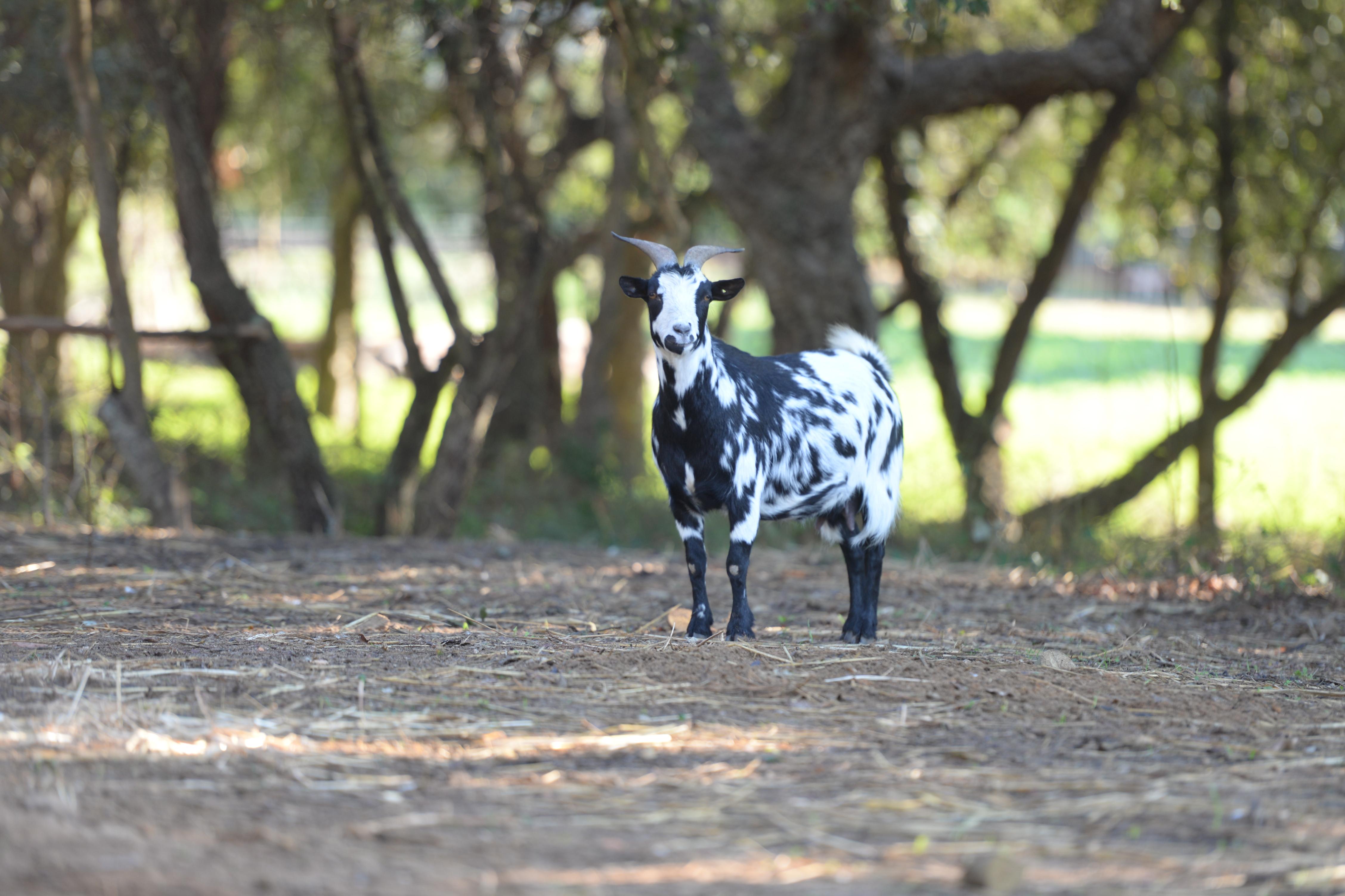 Quinta Pedagogica Da Samoqueirinha - Duna Parque Resorts & Hotels ヴィラ・ノヴァ・デ・ミルフォンテス エクステリア 写真