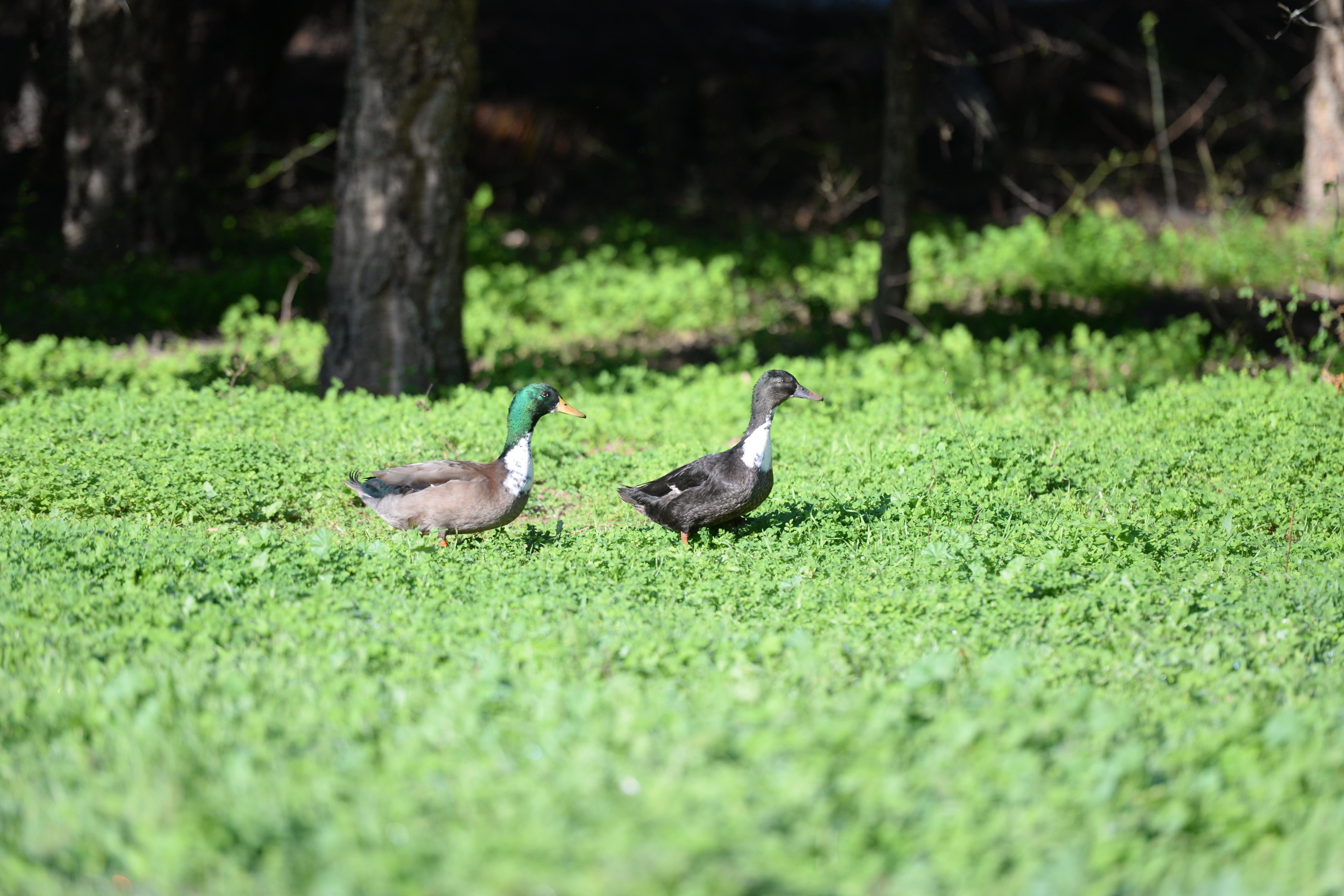 Quinta Pedagogica Da Samoqueirinha - Duna Parque Resorts & Hotels ヴィラ・ノヴァ・デ・ミルフォンテス エクステリア 写真