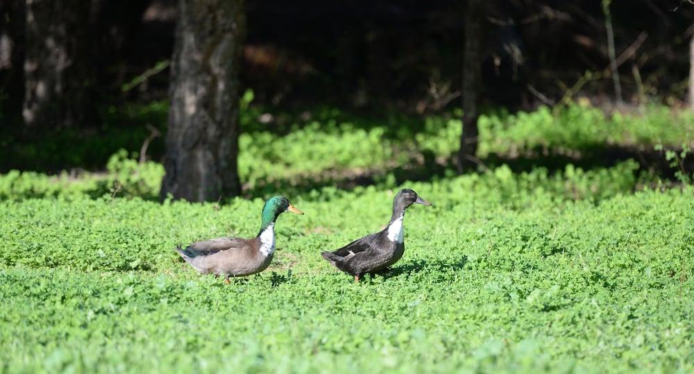 Quinta Pedagogica Da Samoqueirinha - Duna Parque Resorts & Hotels ヴィラ・ノヴァ・デ・ミルフォンテス エクステリア 写真