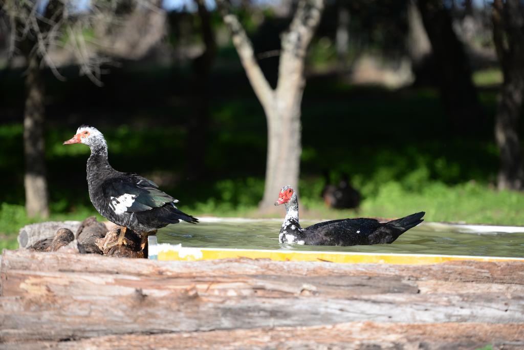 Quinta Pedagogica Da Samoqueirinha - Duna Parque Resorts & Hotels ヴィラ・ノヴァ・デ・ミルフォンテス エクステリア 写真